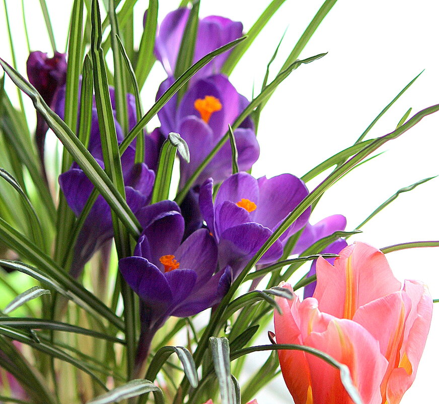 Натюрморт. - жанна нечаева