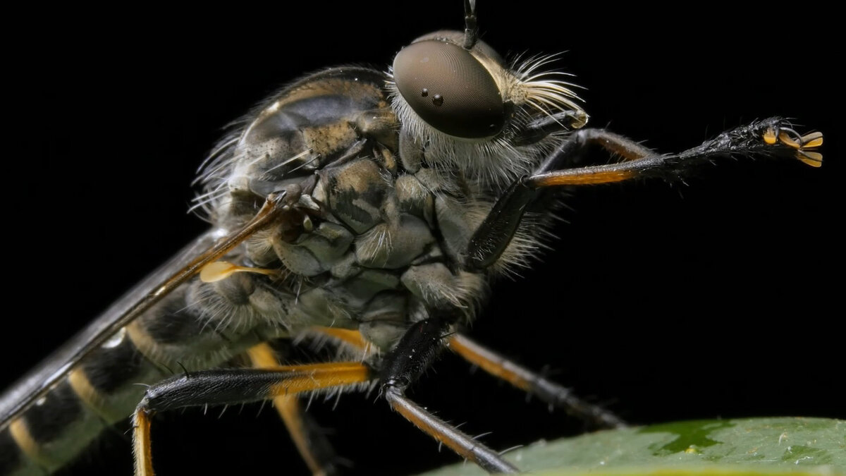 Хищная муха, ктырь - Aleksey Afonin Хищная муха, ктырь - Aleksey Afonin