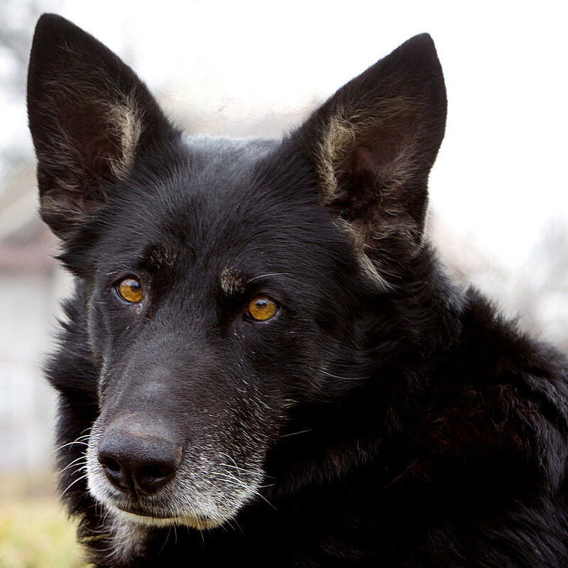 Альма - Сергей Рожков Альма - Сергей Рожков