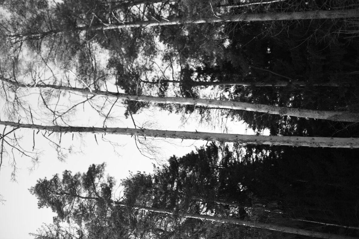 Мечты о ч/б Лейке 58. - Михаил Елочкин