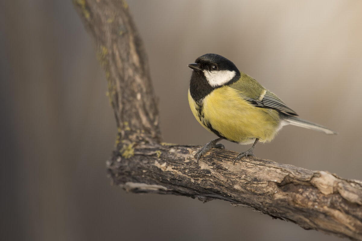 Синица - Максим Вышарь