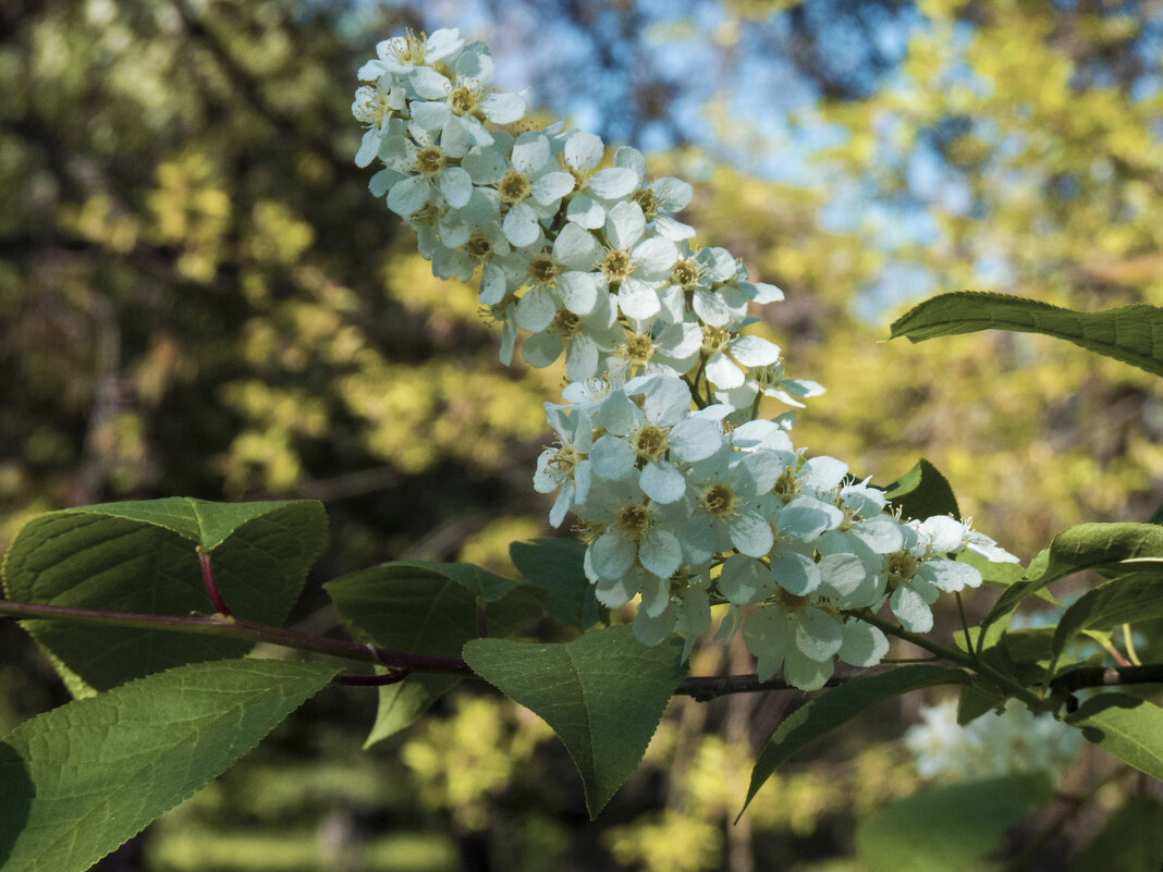 Белая  черёмуха - Валентин Семчишин