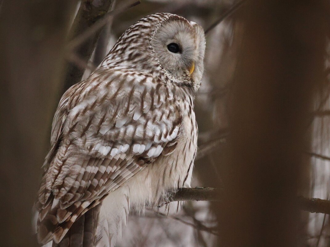 Лесная гостья - Владилен Панченко
