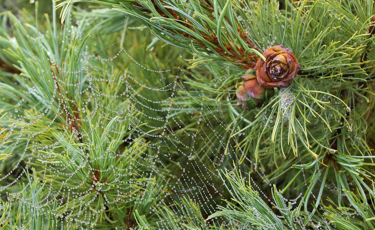 Пыл вдохновенья - Владимир Соколов (svladmir)