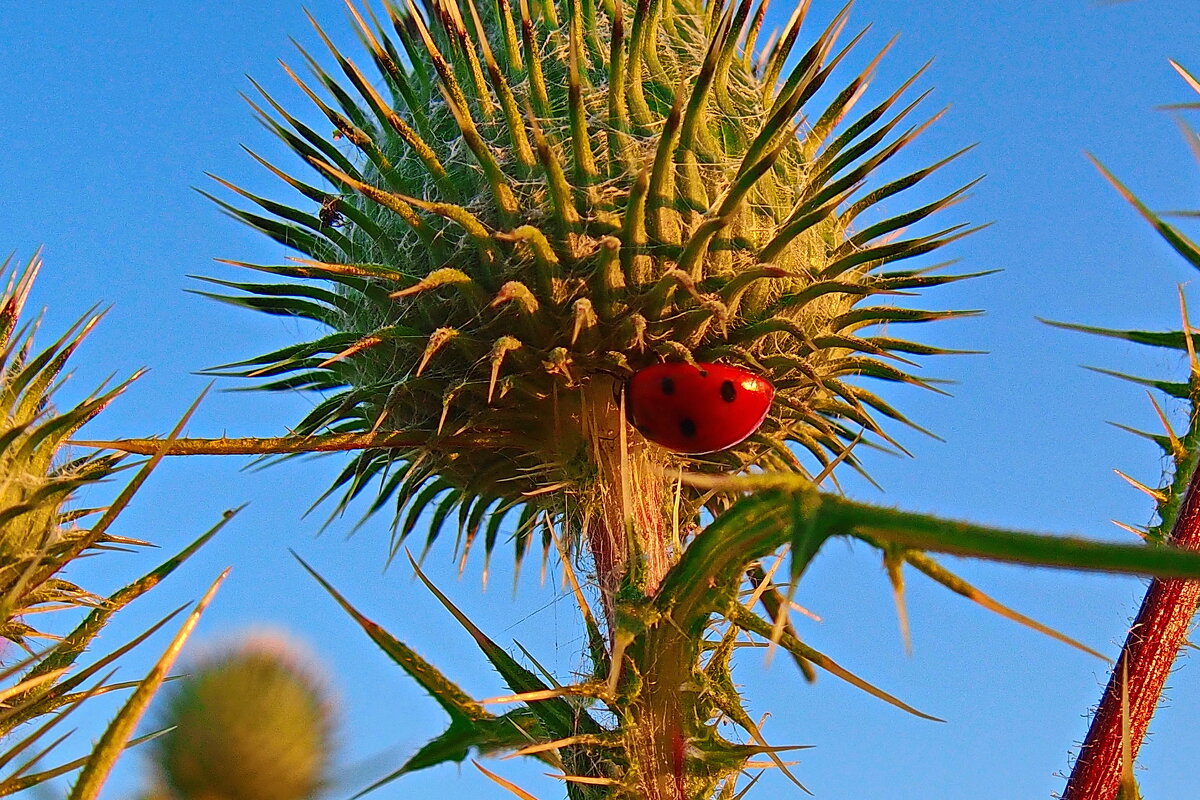 спряталась на ночлег - shasha1950 