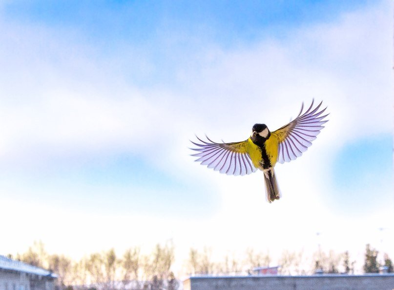 Синичка.. - Станислав ..