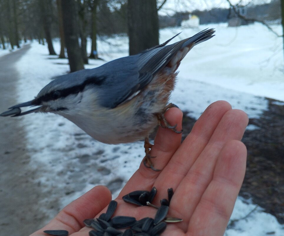 Поползень - Сапсан 