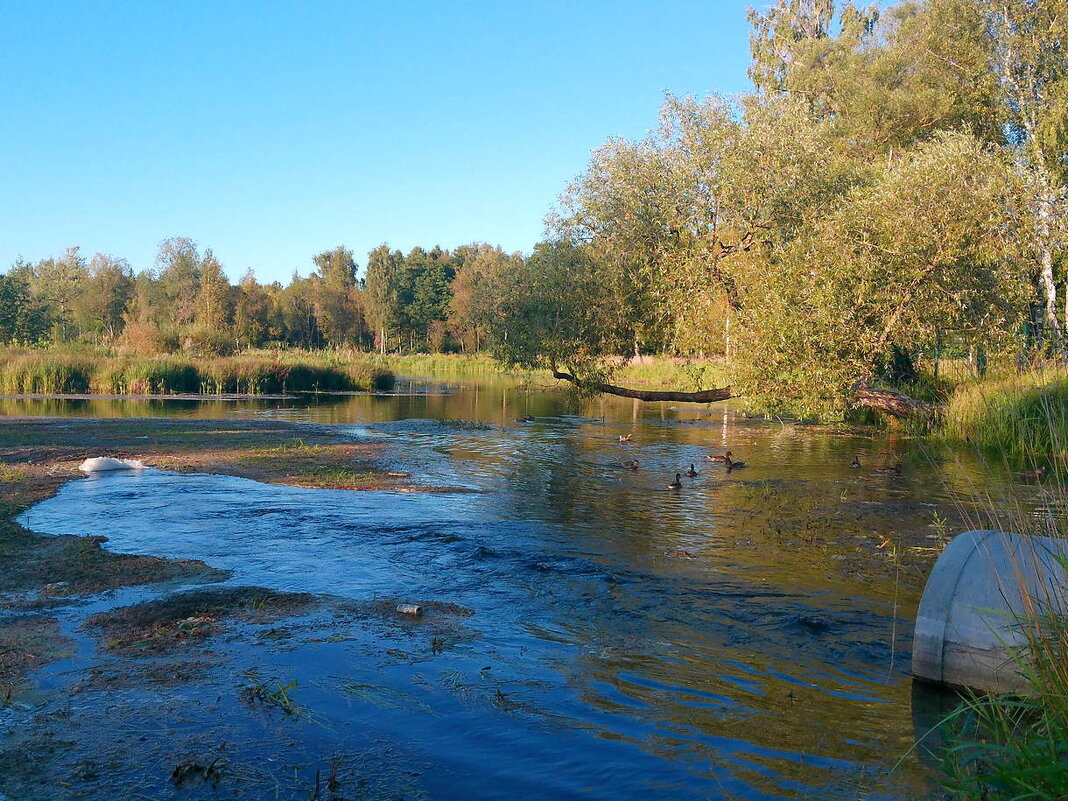 Гатчинская осень - Елена Суханова