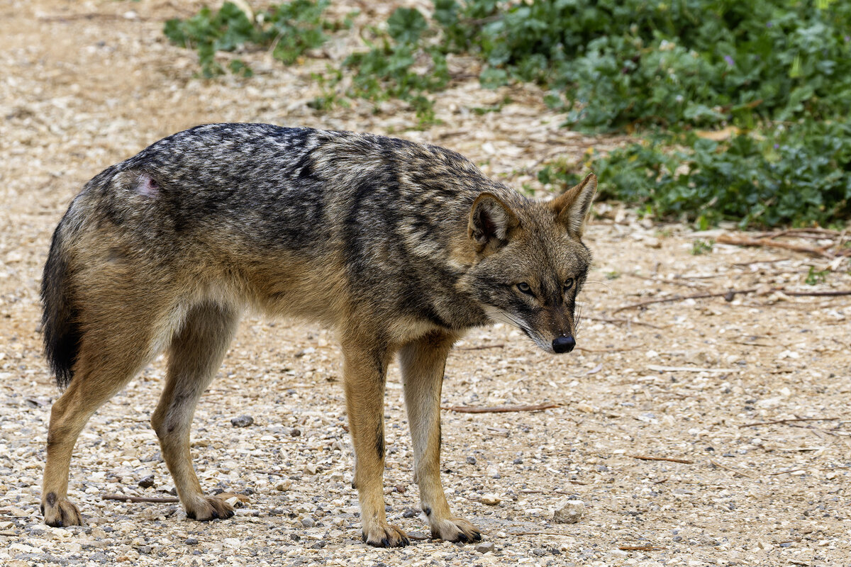 Шакал. - Alexander Amromin
