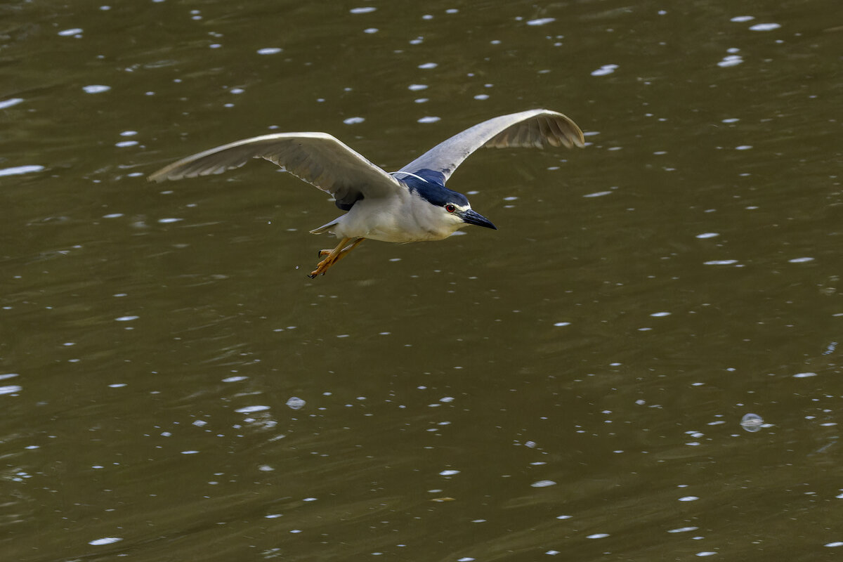 Кваква. - Alexander Amromin