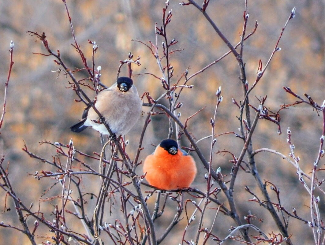 Позируют со знанием дела! :) - Елена Хайдукова  ( Elena Fly )