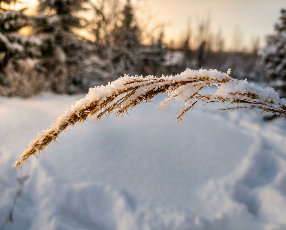 Колос травы в снегу зимой - Лилия 