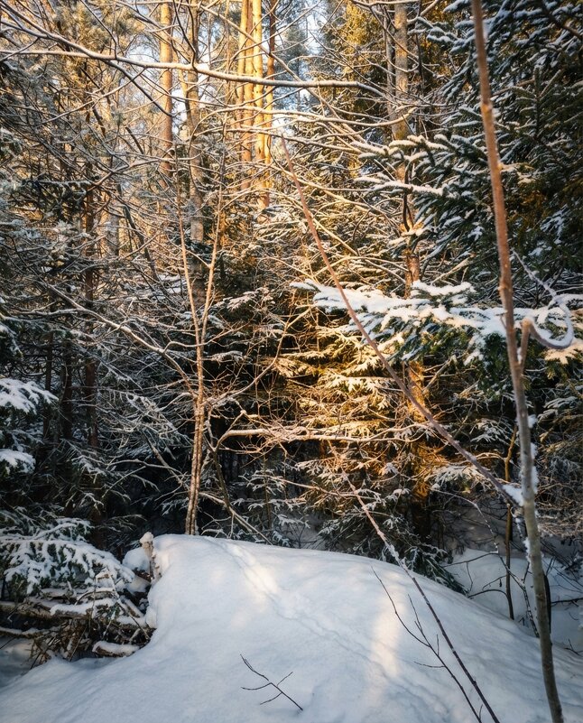 Тропинка в снегу - Лилия 