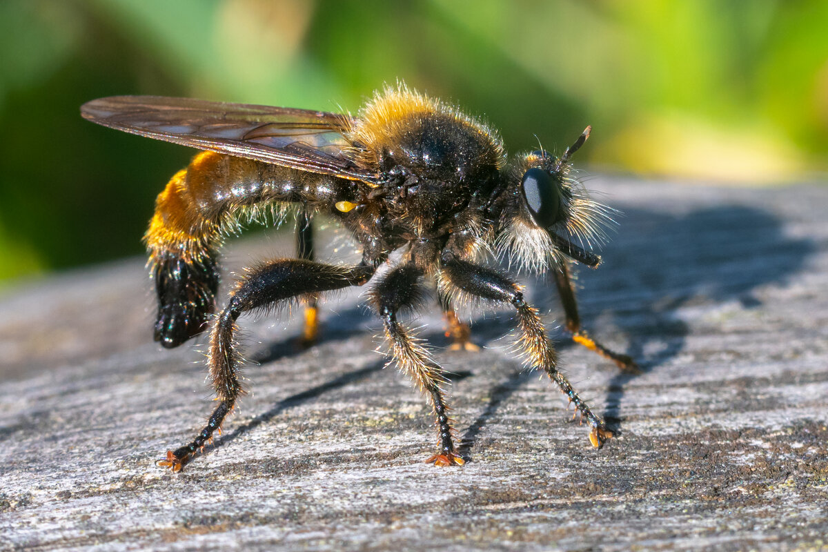 Лето. Макро - Владимир Лазарев