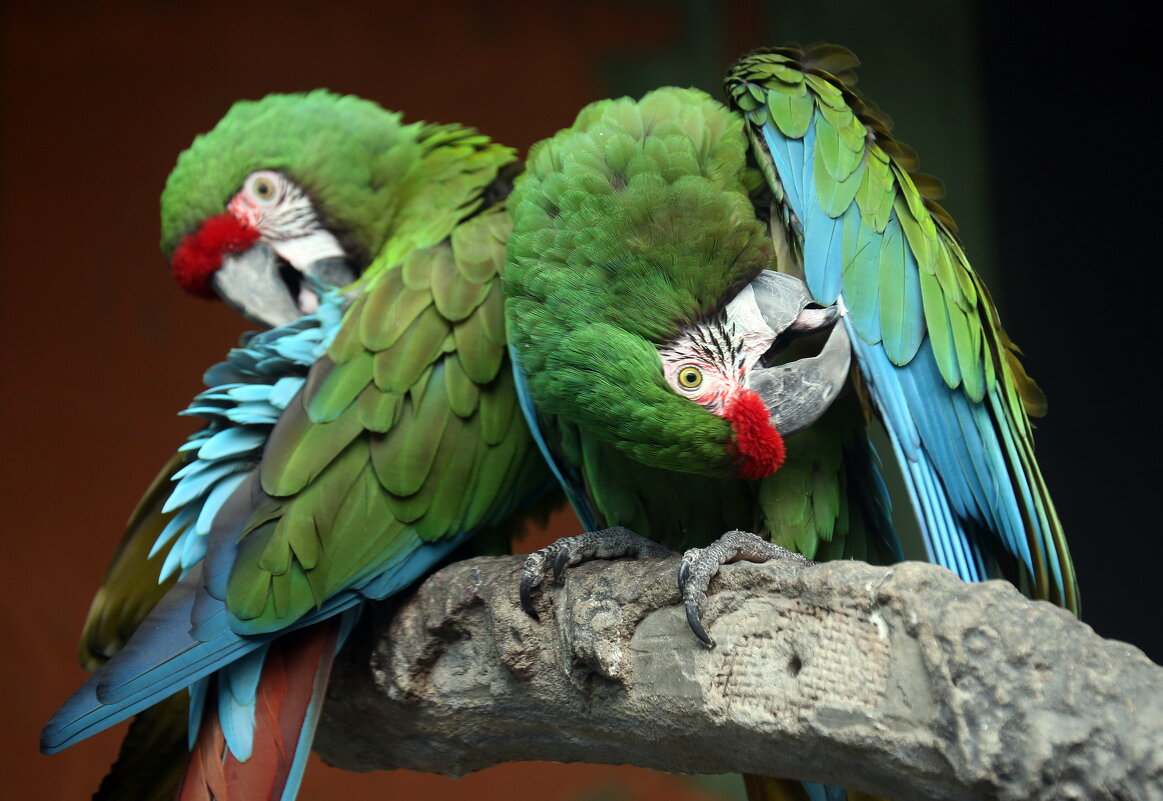 Зоопарк 10 марта - Михаил Бибичков