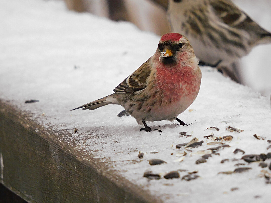 Чечётка - Лина 