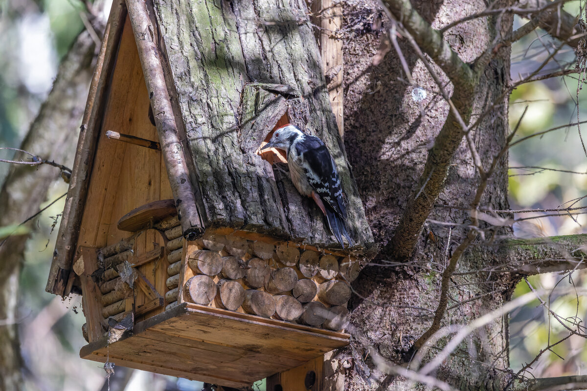 пестрый дятел - юрий макаров