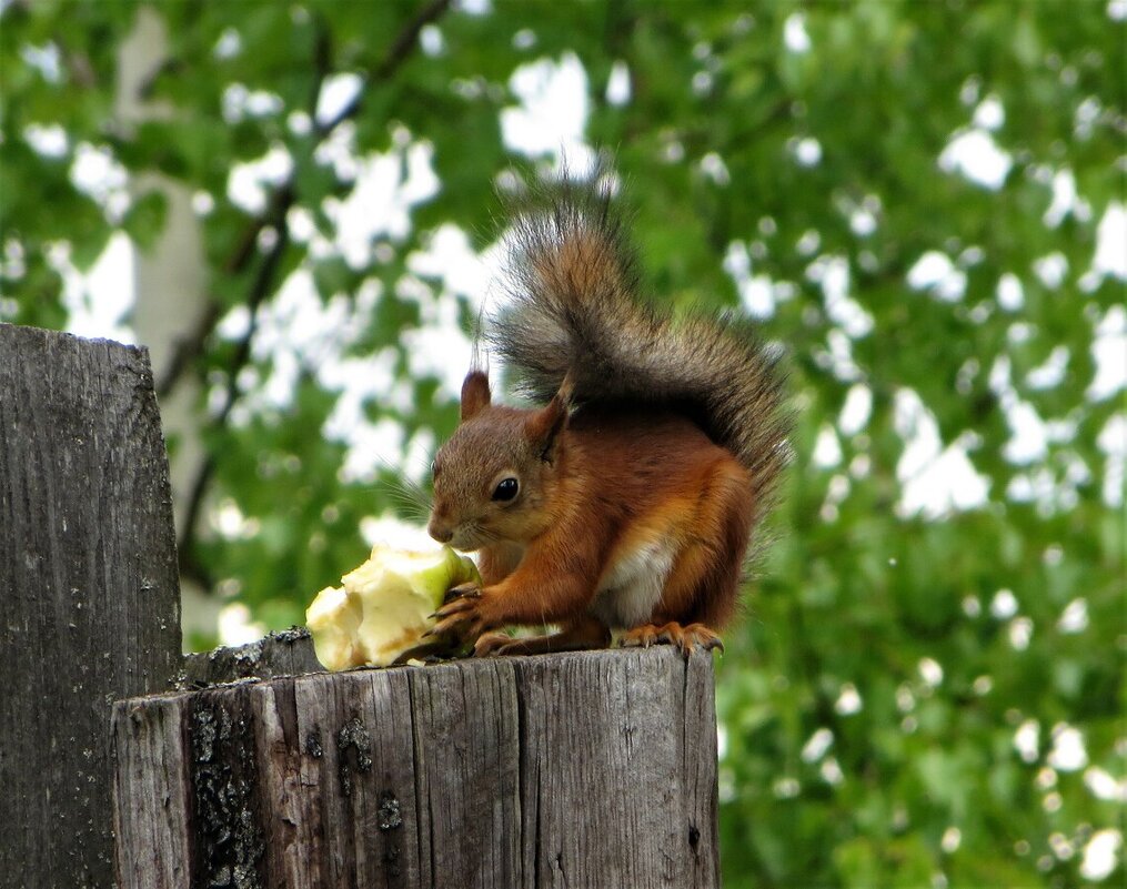 Вкусное яблочко - Лариса С.