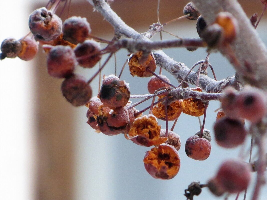 Покусанные - Лариса С.