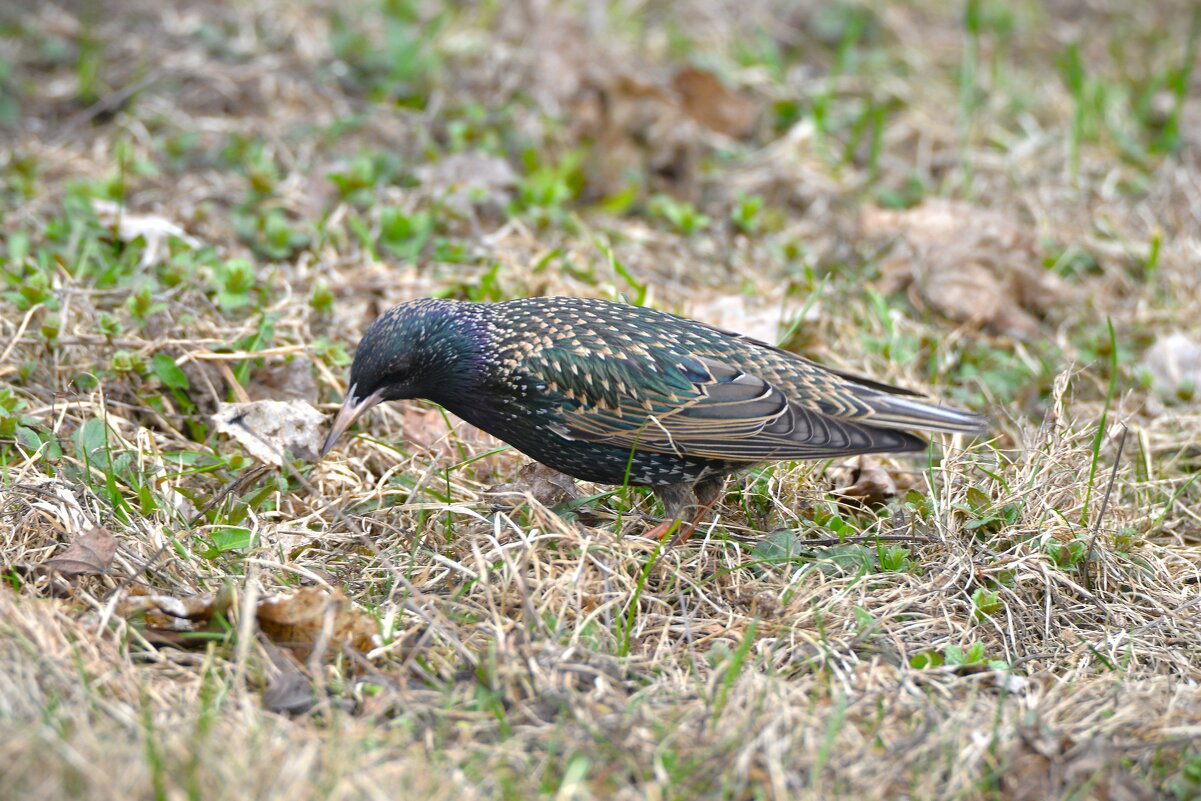 Скворец - Константин Анисимов