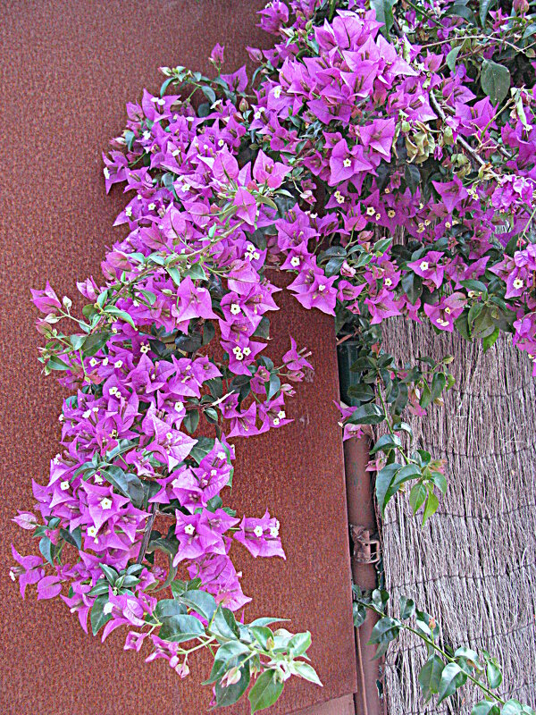 Цветы Барселоны. - Владимир Драгунский