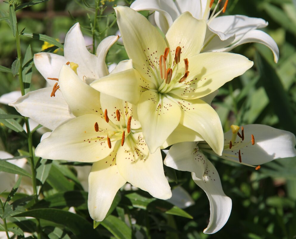 БЕЛЫЕ ЛИЛИИ В ИЮЛЬСКОМ САДУ - Валентина 