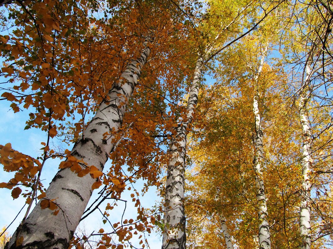 октябрь - Елена Шаламова