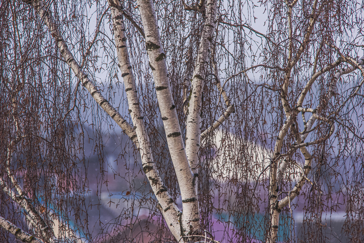 Пробуждение красок весны. - Петр Беляков