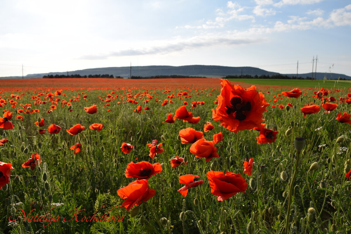 Природа Крыма - Изумительная Космея