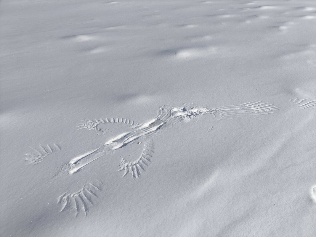 "Жарптица" - Anna Ivanova