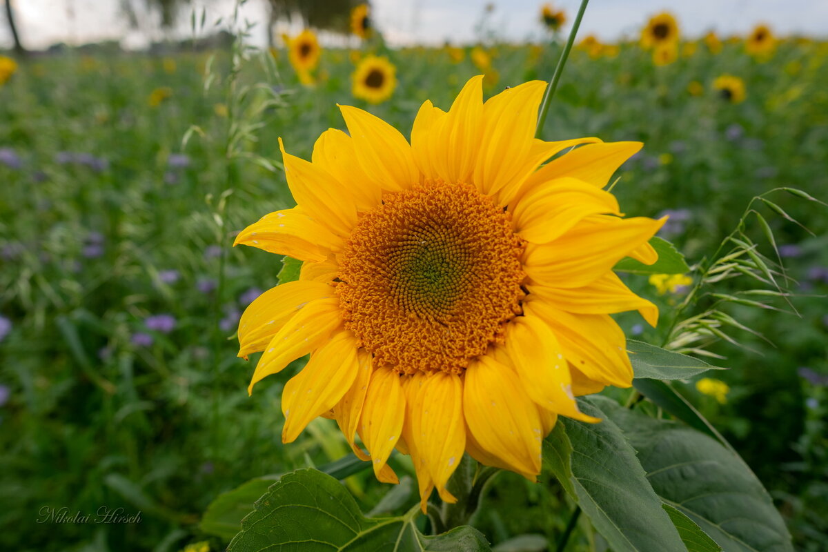Подсолнух в октябре... - Николай Гирш