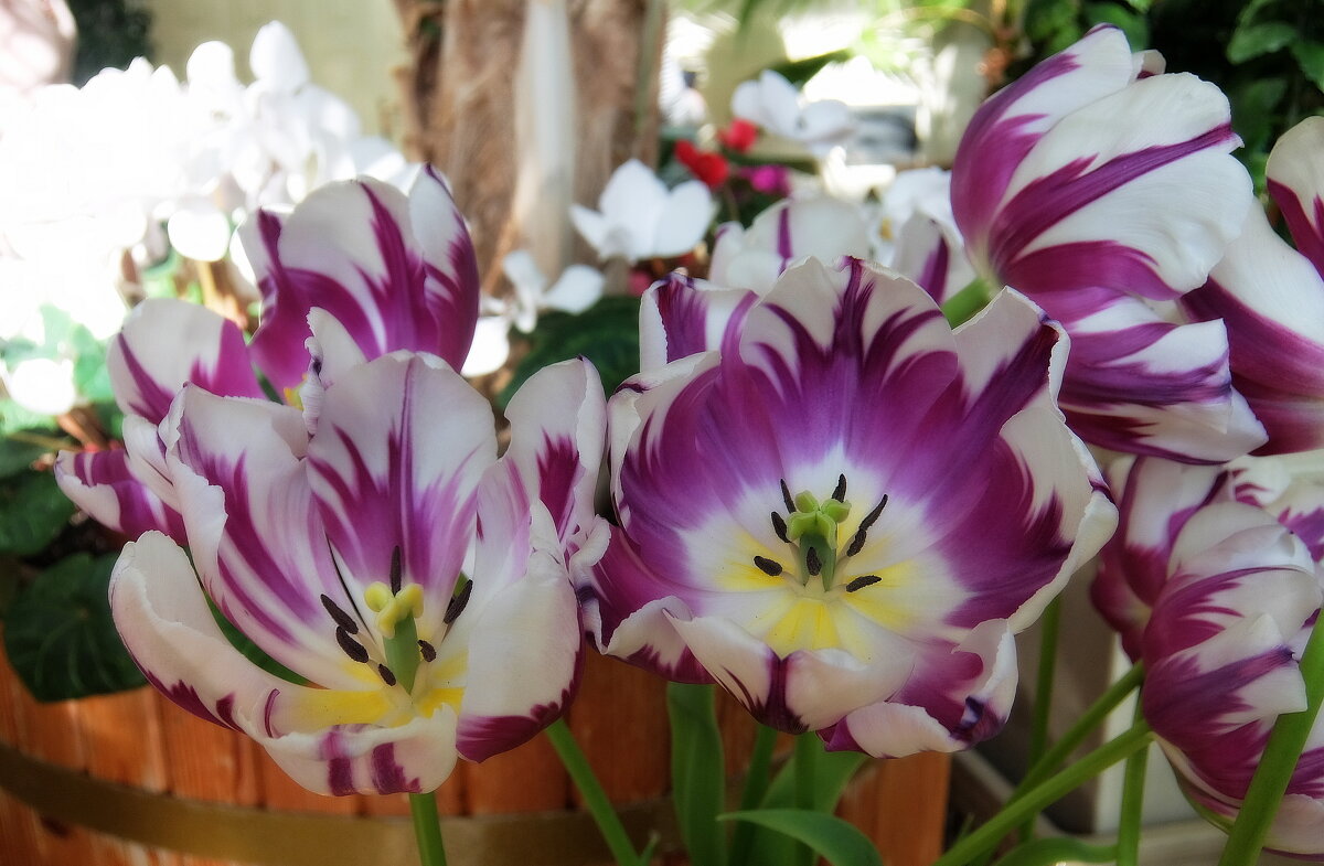 Какая прелесть - цвет тюльпана, какая нежность, стиль в цветке. - Люба 