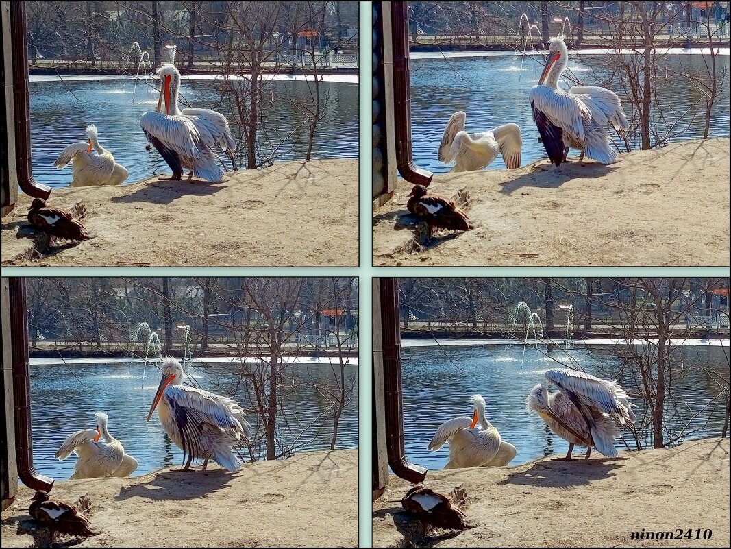 Март в ростовском зоопарке - Нина Бутко