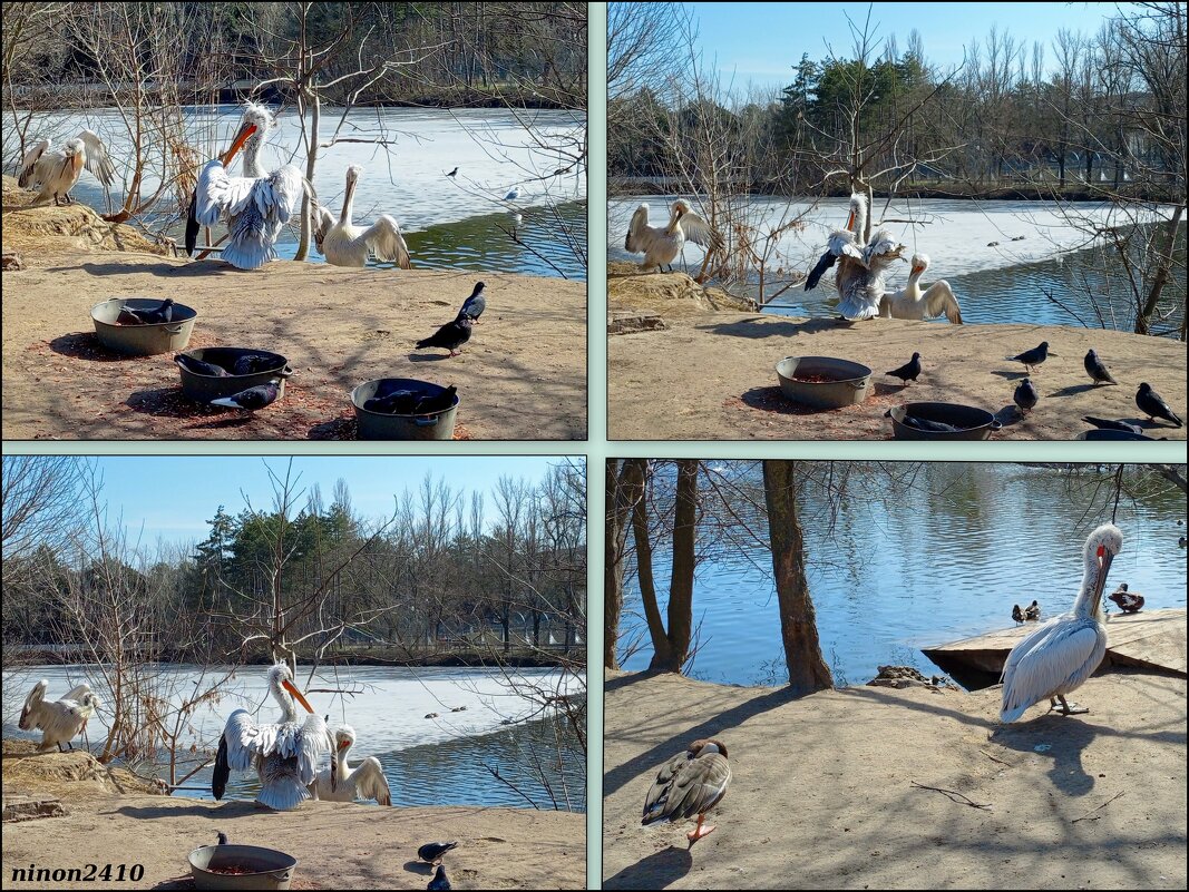 Март в ростовском зоопарке - Нина Бутко