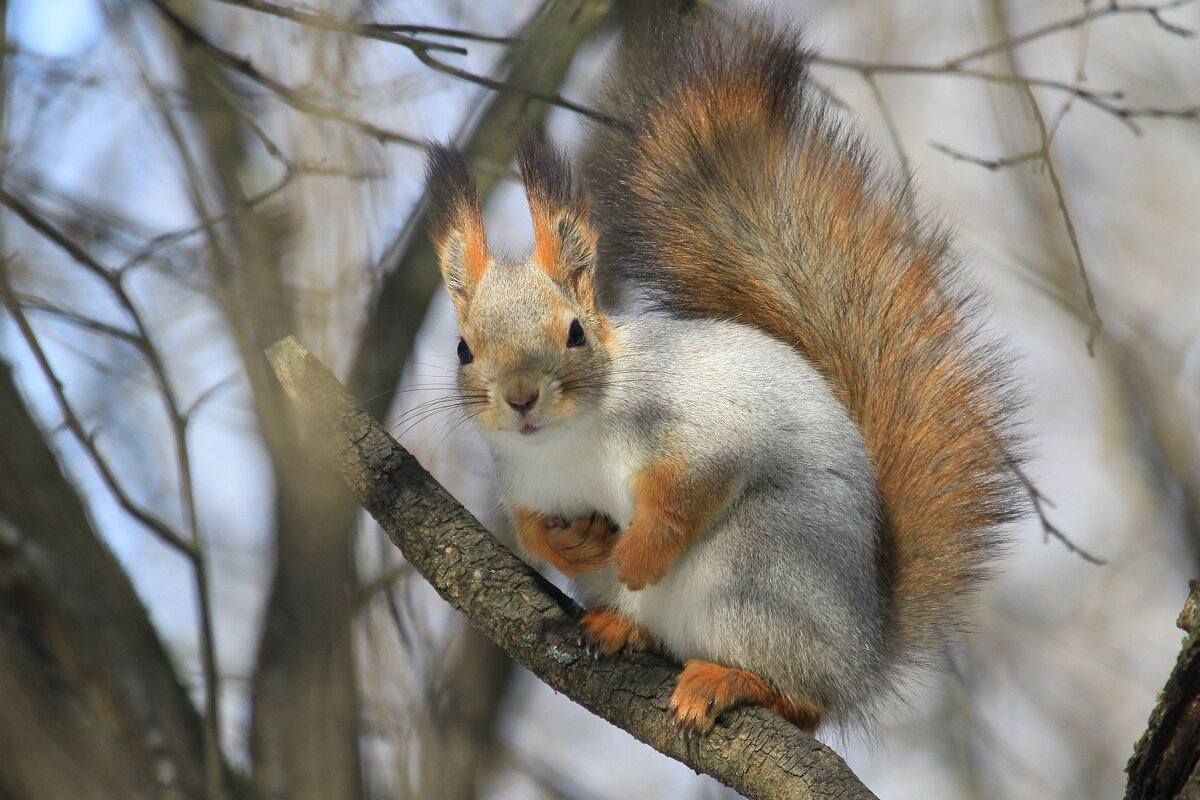 Пушистая красавица - Ninell Nikitina
