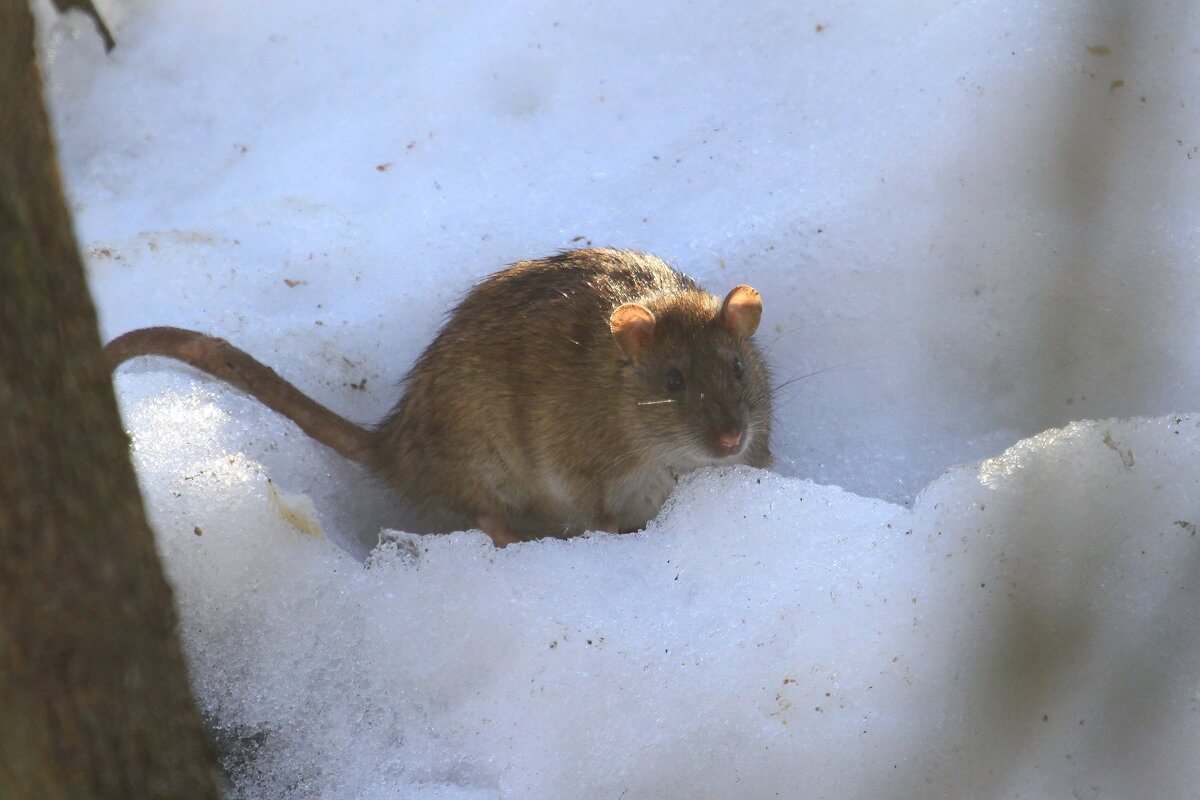 крыска - Ninell Nikitina