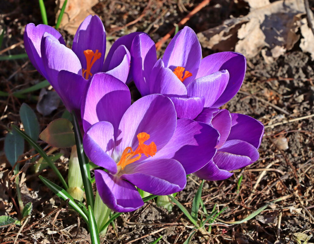 *** - Игорь Kуленко