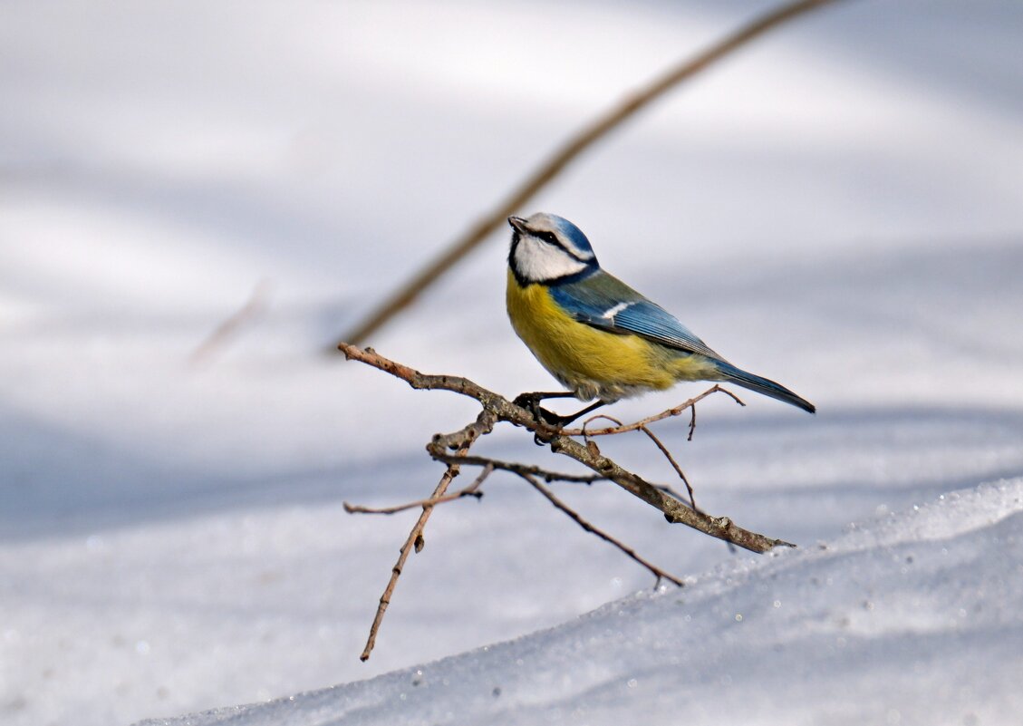 Скоро весна ... - Андрей Зайцев
