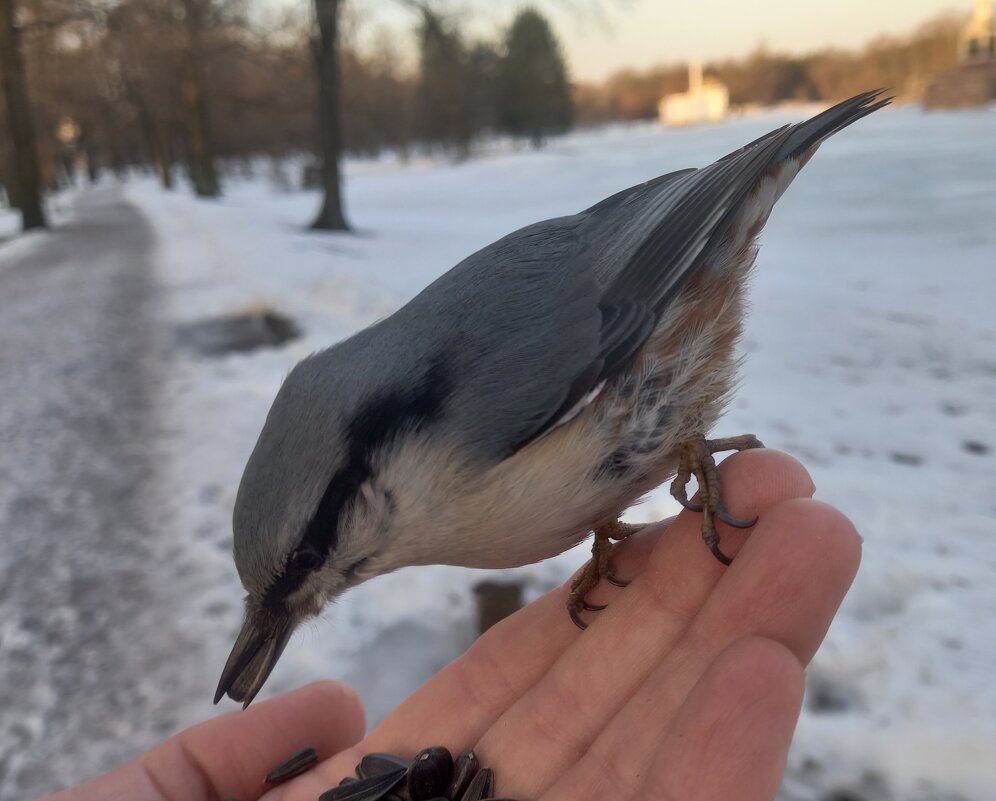 Поползень - Сапсан 