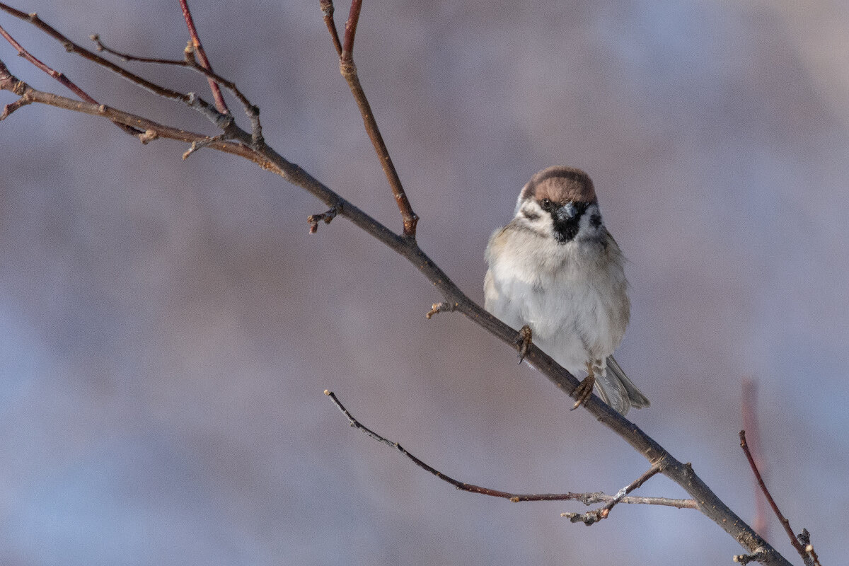 В ожидании весны - Виктор Иванович Чернюк