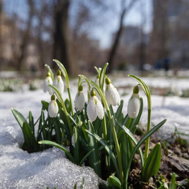 Первоветы - Ольга 