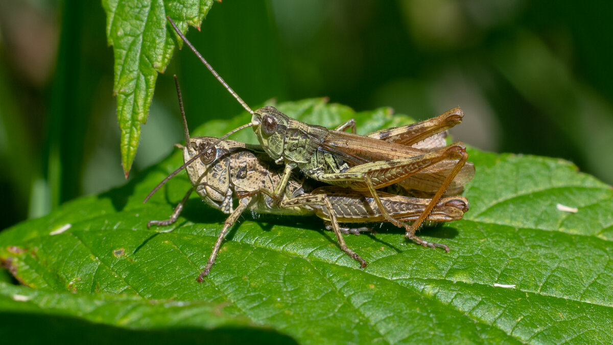 Кобылка - Владимир Лазарев
