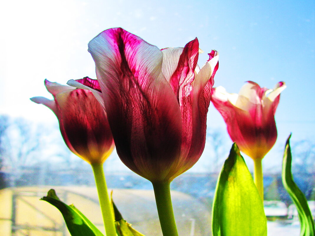 Красота на окошке - Людмила Смородинская