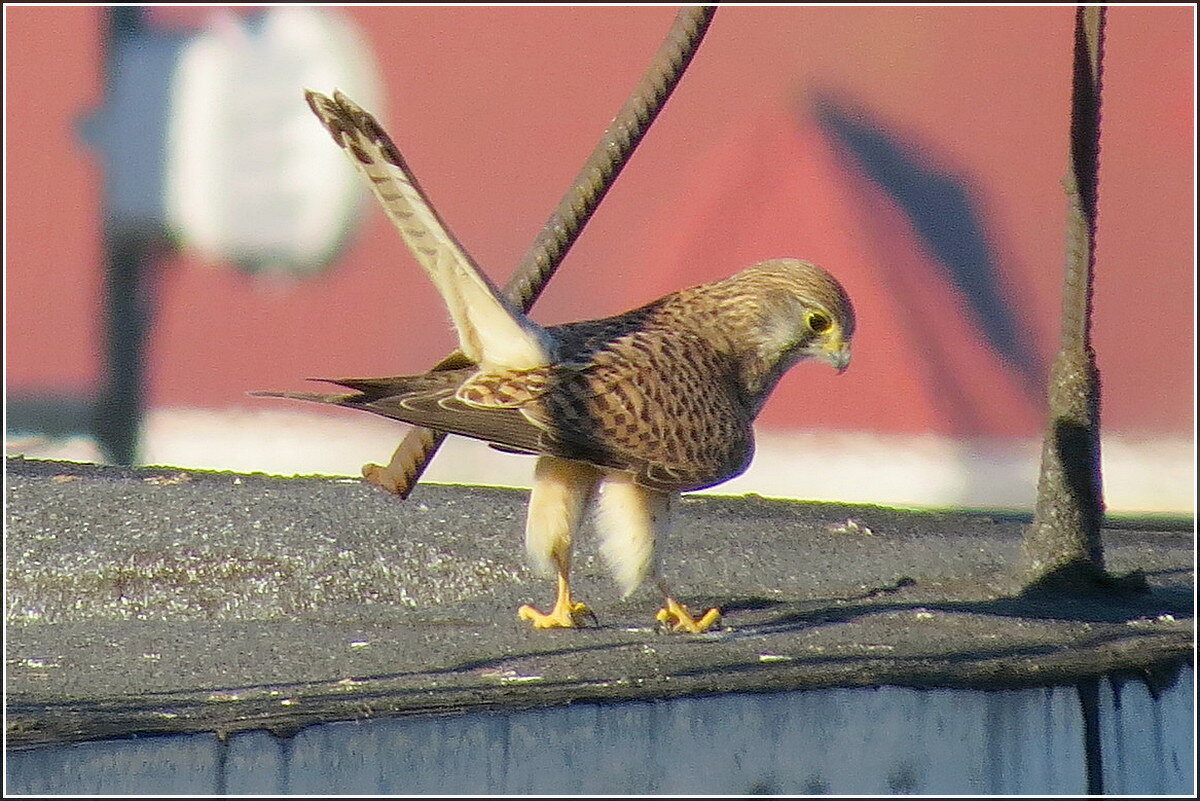 Пустельга - мама - Сеня Белгородский