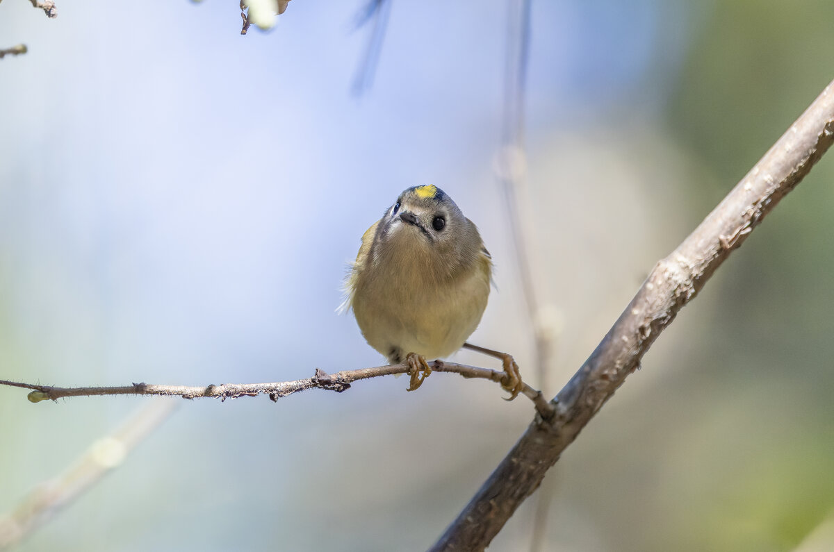 желтоголовый королек - юрий макаров