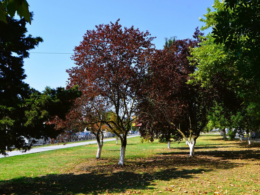 Керчь. Слива Писсарди в сквере Крымэнерго. - Пётр Чернега