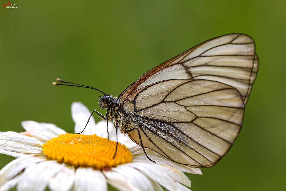 Боярышница - Андрей Пристяжнюк
