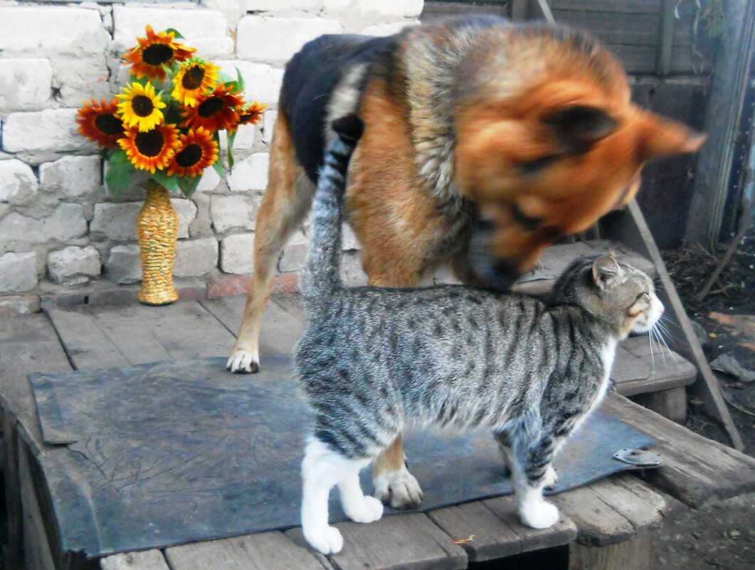 Бек и Мурзик - Татьяна Иваненкова