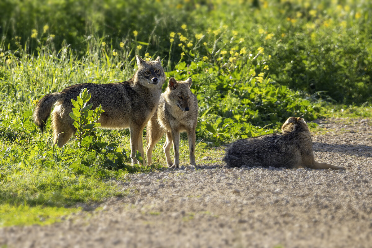 Золотистые шакалы. - Alexander Amromin