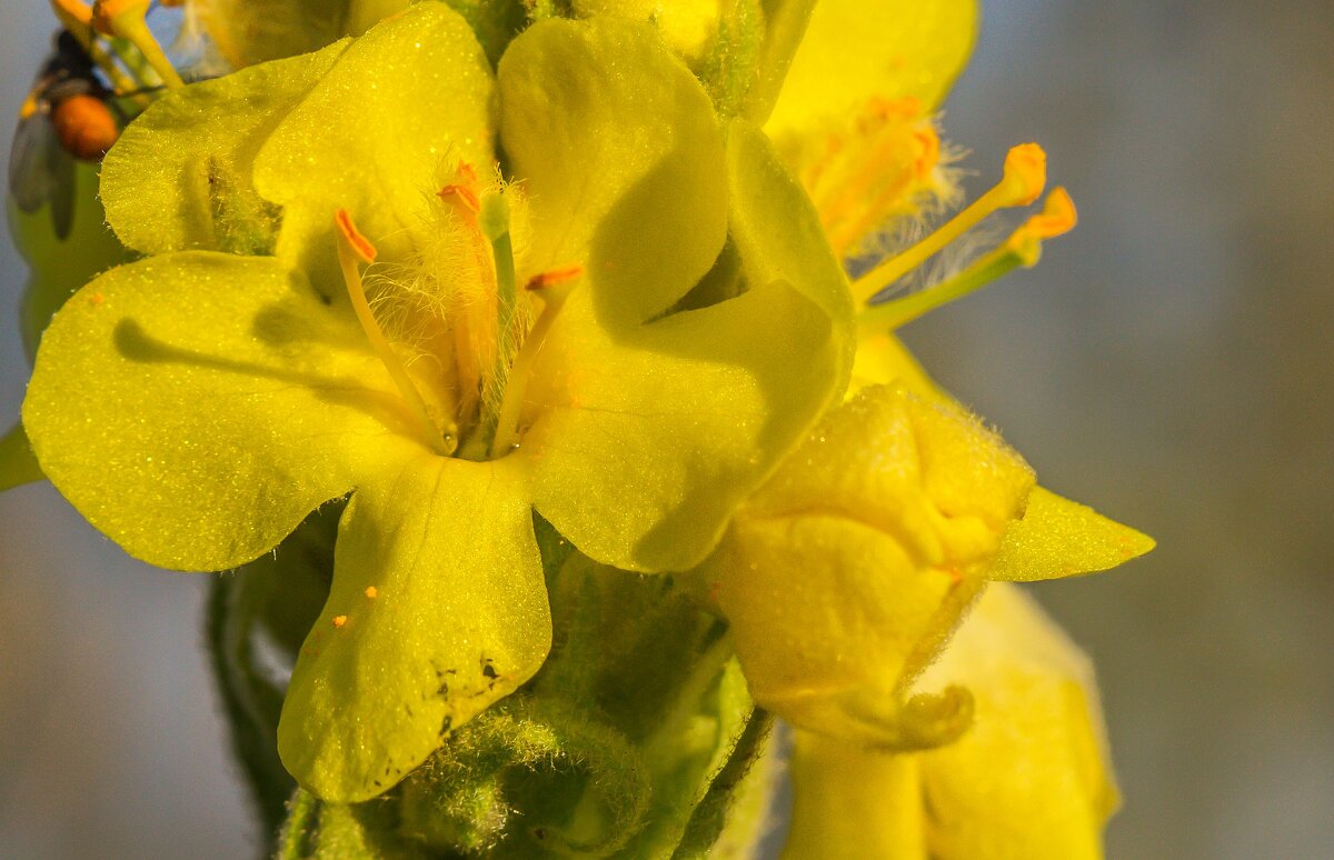 Краски лета. Коровяк обыкновенный. - Алексей Трухин